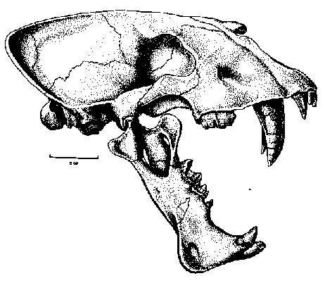 http://www.museum.state.il.us/exhibits/larson/images/homotherium_skull.gif