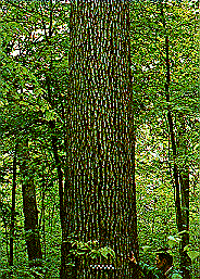 Il State Tree